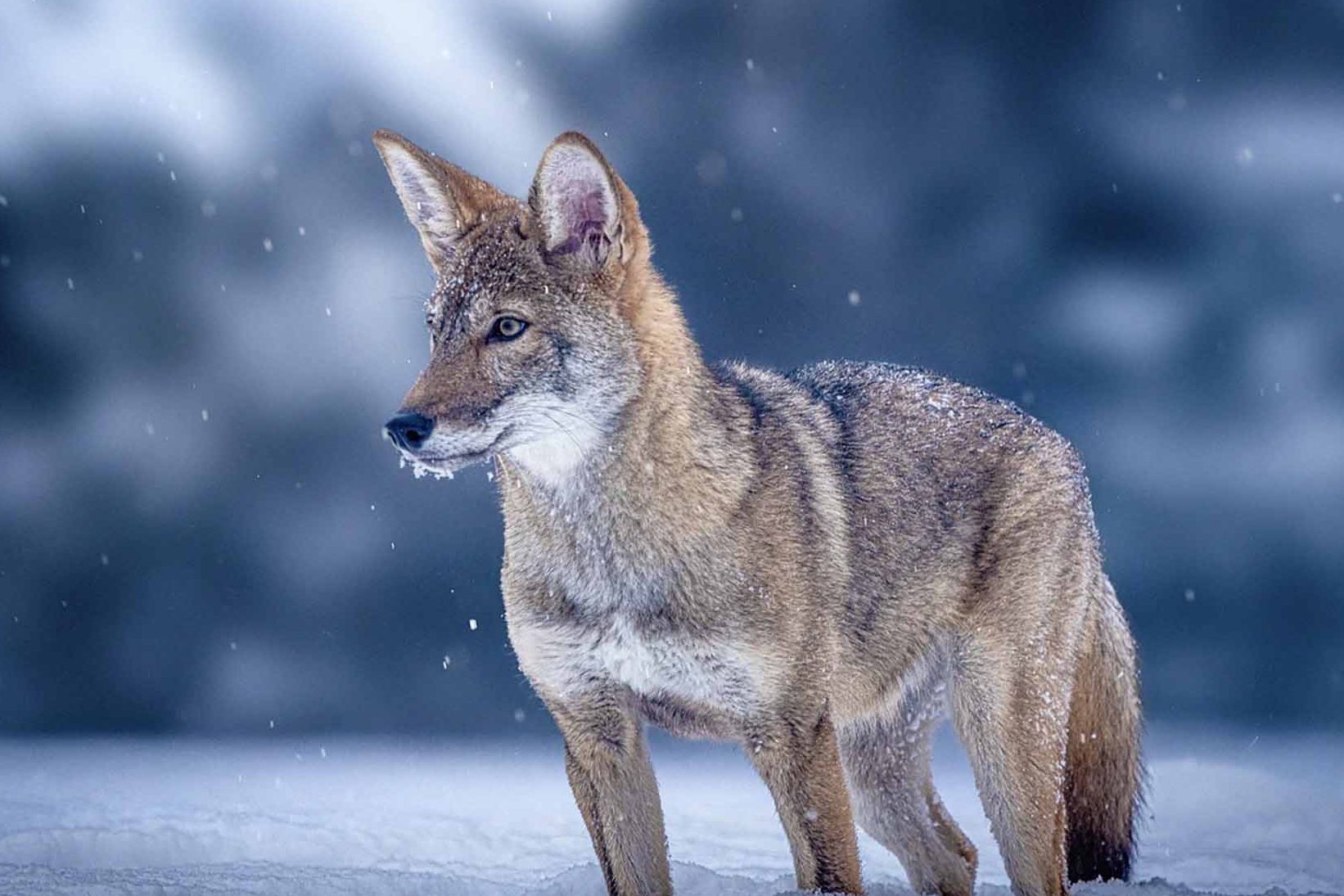 Redwolves Denai 1 redwolves denai 1